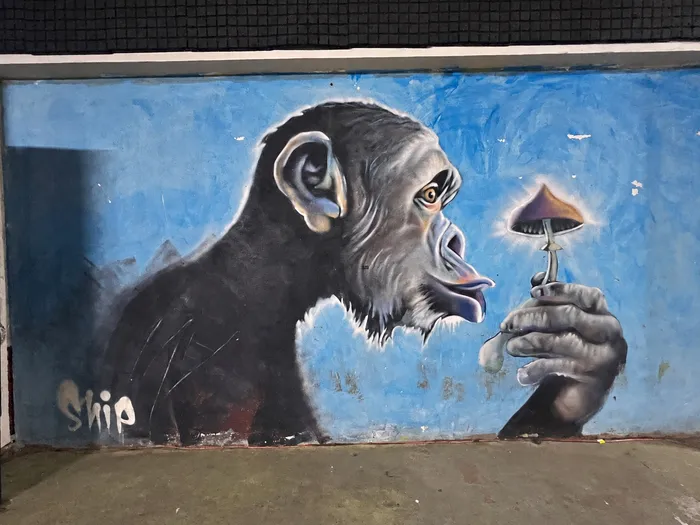 Mural de un chimpancé que observa un hongo, firmado Ship